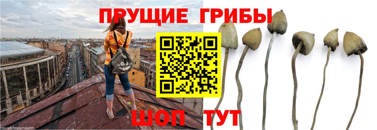 Кузнецк  где купить   Вход с VPN  Галлюциногенные грибы мухоморы  Галлюциногенные грибы прущие грибы 